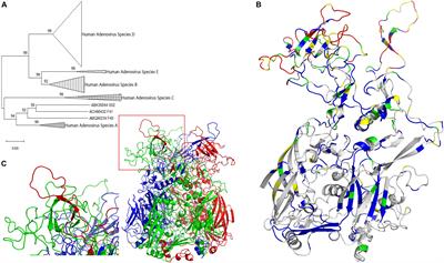 Immunological Study of Reconstructed Common Ancestral Sequence of Adenovirus Hexon Protein